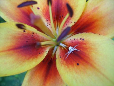 gallery_5307_536_105284.jpg