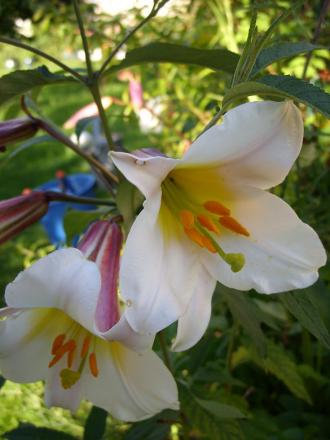 gallery_5307_536_20580.jpg