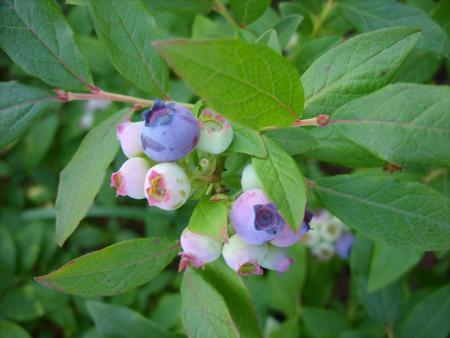 gallery_5307_536_59915.jpg