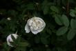 tn_gallery_5169_5_17562.jpg