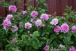 tn_gallery_5169_5_297352.jpg