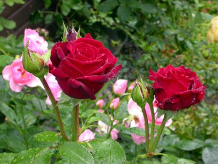 gallery_11085_684_10678.jpg