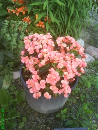 gallery_11085_684_31619.jpg