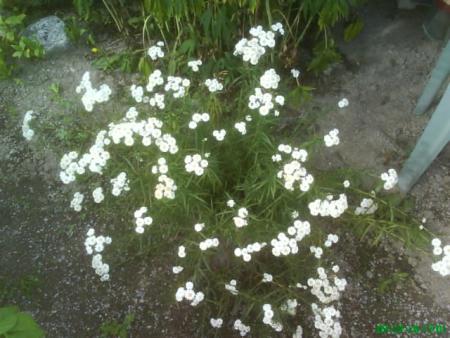 gallery_11085_684_42731.jpg