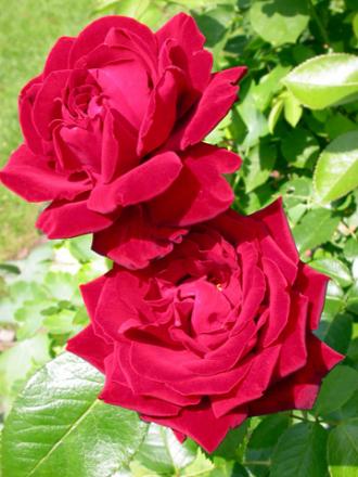 gallery_11085_684_52016.jpg