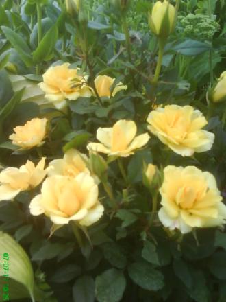 gallery_11085_816_7968.jpg