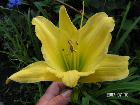 gallery_1786_40_37656.jpg