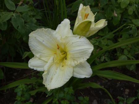 gallery_4563_727_40444.jpg