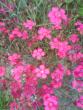 tn_gallery_11085_816_73239.jpg