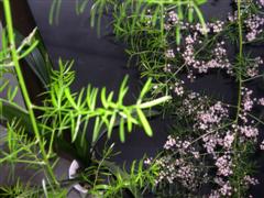 gallery_6799_818_539.jpg