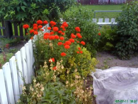 gallery_11085_816_65319.jpg