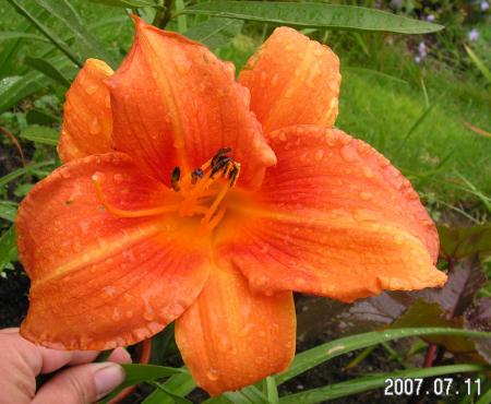 gallery_1786_40_117330.jpg