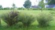 tn_gallery_3584_820_38464.jpg
