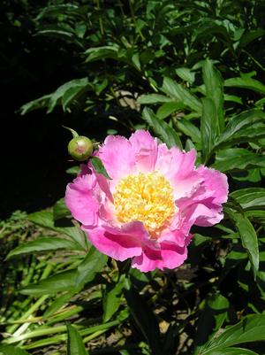 gallery_10538_827_9305.jpg