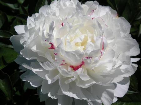 gallery_10538_827_23418.jpg