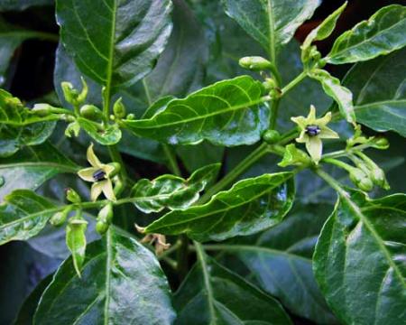 gallery_5306_206_20269.jpg