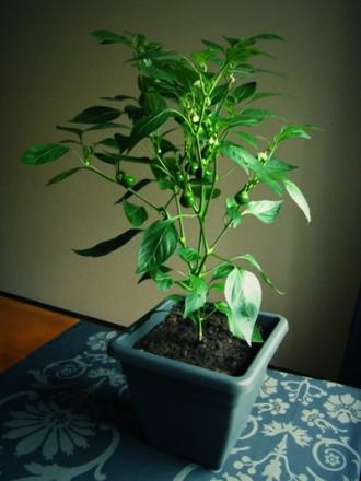 gallery_5306_206_54874.jpg