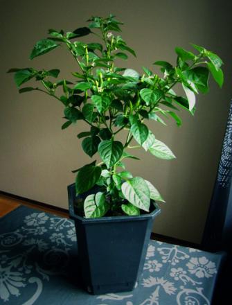 gallery_5306_206_87314.jpg