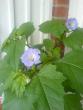 tn_gallery_10811_693_26797.jpeg