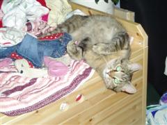 gallery_11385_830_9075.jpg