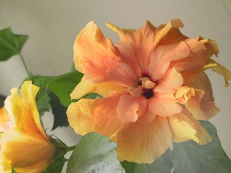 gallery_1307_832_24095.jpg