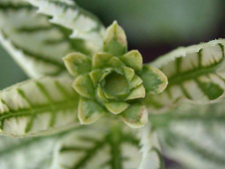 gallery_5285_488_146690.jpg