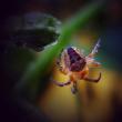 tn_gallery_5306_643_7444.jpg