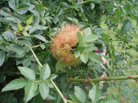 gallery_11523_834_28630.jpg