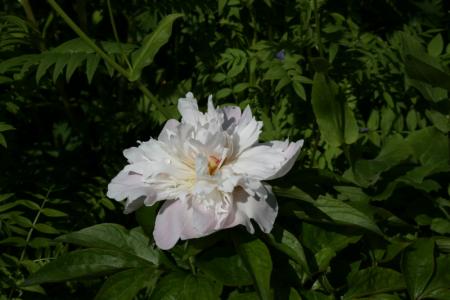 gallery_5169_702_22088.jpg