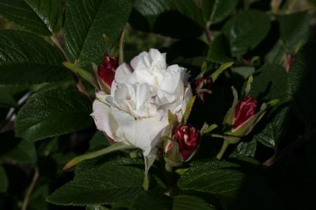 gallery_5169_702_44188.jpg
