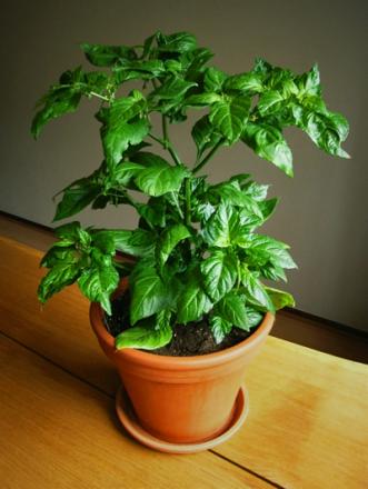 gallery_5306_206_54931.jpg
