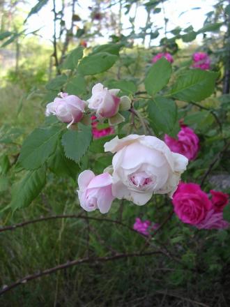 gallery_6716_836_106528.jpg
