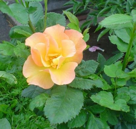 gallery_9983_709_84341.jpg