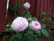 tn_gallery_6716_836_14826.jpg