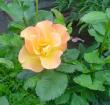 tn_gallery_9983_709_84341.jpg