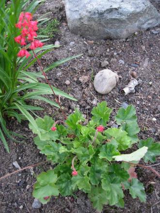 gallery_10333_596_108005.jpg