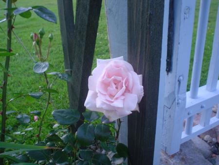 gallery_9983_709_157883.jpg