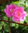 tn_gallery_14_227_30963.jpg