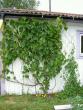 tn_gallery_3363_118_41782.jpg