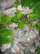 tn_gallery_4816_75_48530.jpg