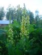 tn_gallery_9983_627_181499.jpg