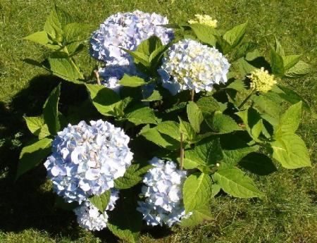 gallery_10552_845_106728.jpg