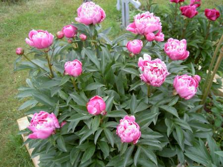 gallery_3363_39_97798.jpg