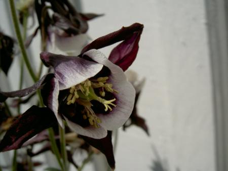 gallery_3363_41_41140.jpg