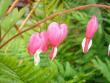tn_gallery_10552_845_40208.jpg