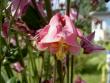 tn_gallery_3363_41_23441.jpg