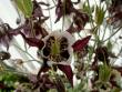 tn_gallery_3363_41_42489.jpg