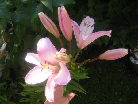 gallery_7440_639_26520.jpg