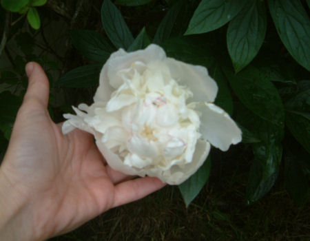 gallery_7440_639_8388.jpg