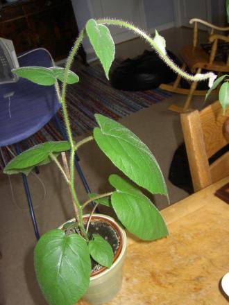 gallery_1251_260_170979.jpg